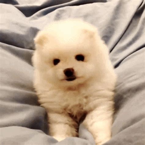 gif doggy|Cute Dog GIFs .